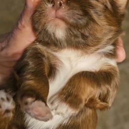 Shih Tzu Puppies from Small Pawz Kennel