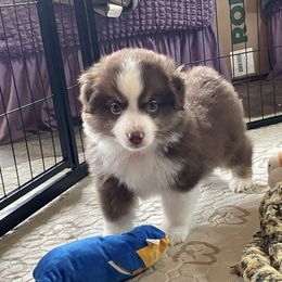 Rain - Red tri-color male Miniature American Shepherd puppy in Garysburg, North Carolina from Schaefer's Miniature American Shepherds