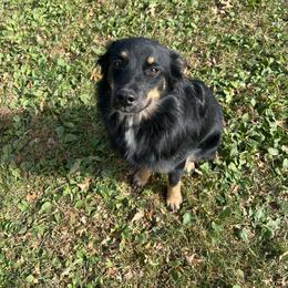 Zoe - Black tri-color female Australian Shepherd puppy in Flemington, New Jersey from Aislin Fields