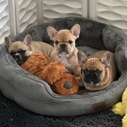 French Bulldog Puppies from House of Frenchiez