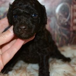 Cadbury - Brown male Poodle puppy in Coarsegold, California from Love Chocolate Poodles
