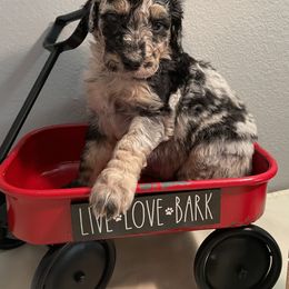 Aussiedoodle Puppies from Double K Farms