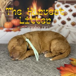Toffee - Apricot female Goldendoodle puppy in Houston, Texas from Golden Life Doodles