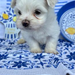 Luke - White male Maltese puppy in Polo, Missouri from Purely Maltese