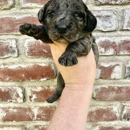 Goldendoodle Puppies from Lipscomb Doodles