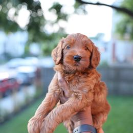 Yellow Girl - Red  female Goldendoodle puppy in Chicago, Illinois from Dos&CoKennels