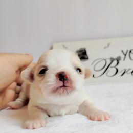 Everest - Cream and white male Chihuahua puppy in Wayland, Michigan from MI Chihuahua