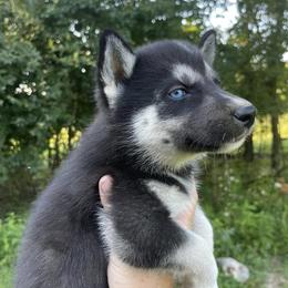 Siberian Huskies from Call of the Wild Farms