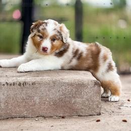 Australian Shepherd Puppies from Crystalbrook Aussies