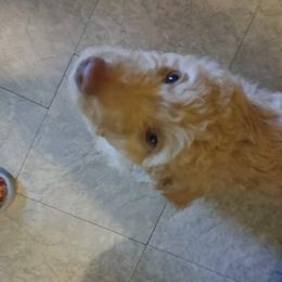 Poodle Puppies from Polly Wally Doodles and Poodles