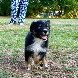 Jersey - Black tri-color female Australian Shepherd puppy in Piedmont, Oklahoma from HeartDriven Aussies