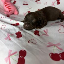 Margaret - Chocolate and tan female Dachshund puppy in Lake City, Florida from My Ditzy Doxies of Florida