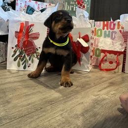 Rottweiler Puppies from Von MK Rottweilers