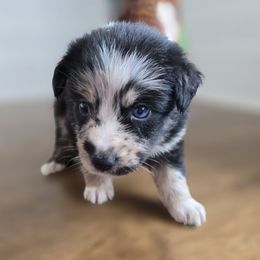 George Washington - Black tri-color male Australian Shepherd puppy in Wrightsville, Georgia from Wild Magnolia Farms Aussies