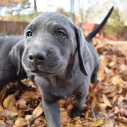 Dilute Retriever Puppies from Wicked Pines Retrievers