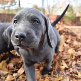 Dilute Retriever Puppies from Wicked Pines Retrievers