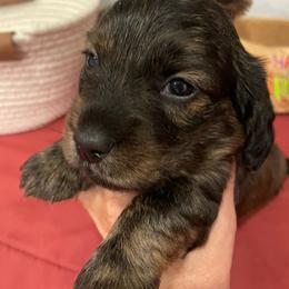Taffy - Brindle male Dachshund puppy in Bullard, Texas from Mimidachs of Texas