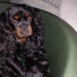 Madison - Cavalier King Charles Spaniel