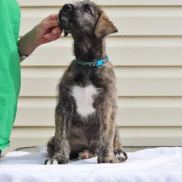 Irish Wolfhound Puppies from Stormborn Irish Wolfhounds