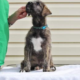 Irish Wolfhound Puppies from Stormborn Irish Wolfhounds
