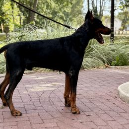 Cane Corso, Doberman Pinschers, and Rottweilers from Lazy A Ranch & Kennels