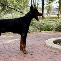 Cane Corso, Doberman Pinschers, and Rottweilers from Lazy A Ranch & Kennels