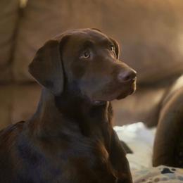 Laverne - Labrador Retriever