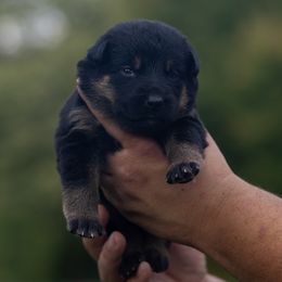 Tiedye collar - Black and tan female German Shepherd puppy in Prospect, Connecticut from Di Massimo Canile