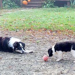 Border Collie Puppies from Camden Creek Farm