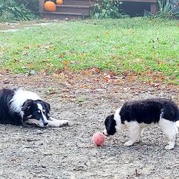 Border Collie Puppies from Camden Creek Farm