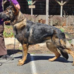 Lachlan - German Shepherd