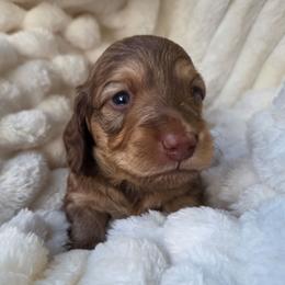 Nemo - Cream male Dachshund puppy in Yacolt, Washington from Cassiopeia Doxies