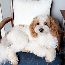 Willie - Goldendoodle