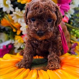 Venetian - Red  female Poodle puppy in Salem, Missouri from Meadowbrook Poodles