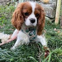 Gemma - Cavalier King Charles Spaniel