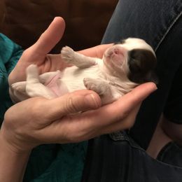 Shih Tzu Puppies from Willow Lane Shih Tzus
