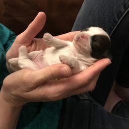Shih Tzu Puppies from Willow Lane Shih Tzus