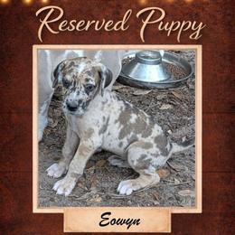 Eowyn - Harlequin female Great Dane puppy in Citra, Florida from AEW Farm