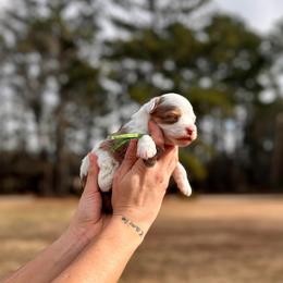 Mike Wheeler - Red merle male Aussiedoodle puppy in Dunn, North Carolina from Sandy Creek Kennels