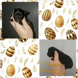 Kb Black Male - Black and tan male Yorkshire Terrier puppy in Wartburg, Tennessee from Amanda's Precious Pups