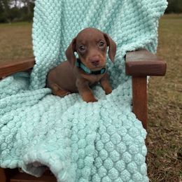 Faith - Chocolate and tan female Dachshund puppy in Bradenton, Florida from Winsor Family Dachshunds