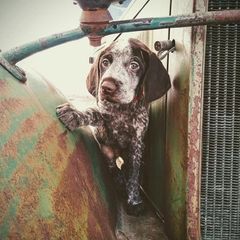 German Wirehaired Pointer Puppies from Grimmet German Wirehaired Pointers