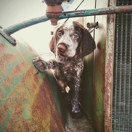 German Wirehaired Pointer Puppies from Grimmet German Wirehaired Pointers