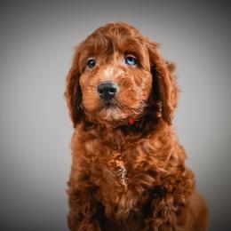 Big Mac - Orange Collar - Apricot male Schnoodle puppy in Caldwell, Idaho from Boise Doodle Co.