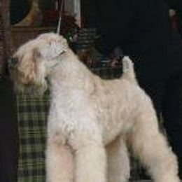 Soft Coated Wheaten Terriers from Dhowden Soft Coated Wheaten Terriers
