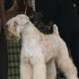Soft Coated Wheaten Terriers from Dhowden Soft Coated Wheaten Terriers