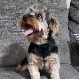 Rowdy - Yorkshire Terrier