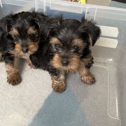 Yorkshire Terrier Puppies from Purple Ribbon Yorkie Kennel
