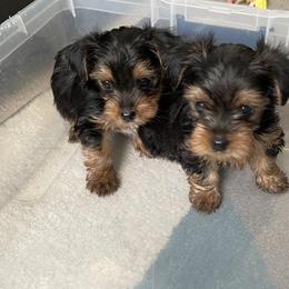 Yorkshire Terrier Puppies from Purple Ribbon Yorkie Kennel