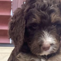 Björn - Phantom Bernedoodle puppy in Chandler, Arizona from Bernedoodle Lovers